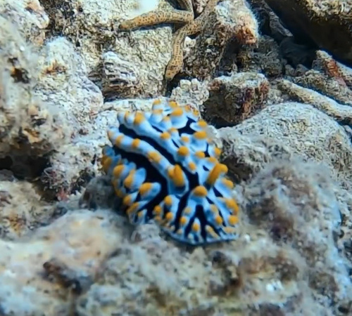 Varicose Wart Slug — seen at this dive site
