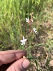 Lithophragma glabrum