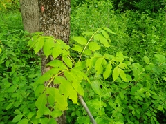 Fraxinus mandshurica