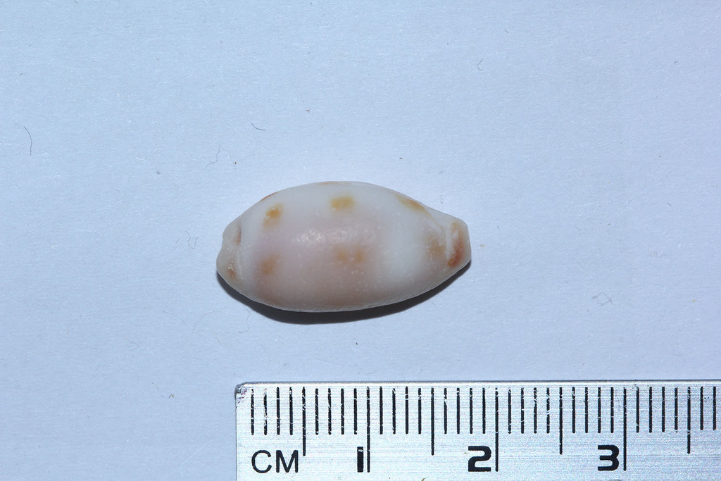 Eclogavena interrupta
