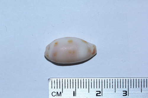 Eclogavena interrupta