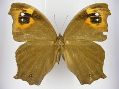 Melanitis leda leda