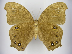 Melanitis leda leda