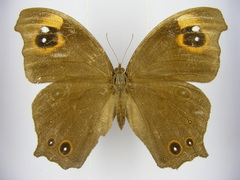 Melanitis leda leda
