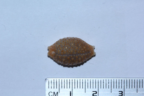 Nucleolaria nucleus