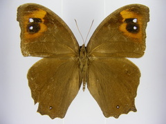 Melanitis leda leda