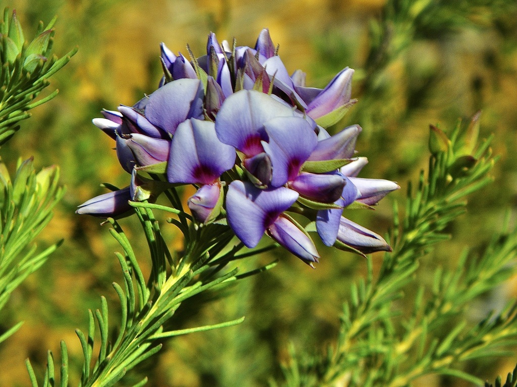 Gompholobium confertum