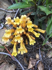 Aphyllon franciscanum