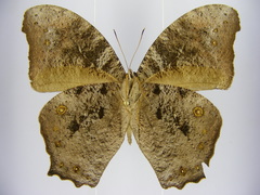 Melanitis leda leda