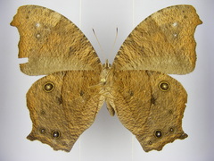 Melanitis leda leda
