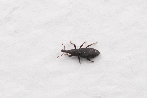 Dryotribus observed 2024-05-18