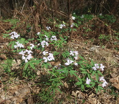 Cardamine altaica