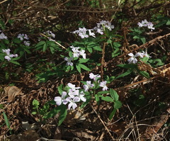 Cardamine altaica