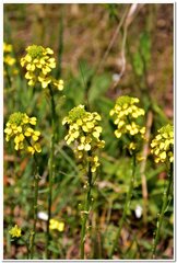 Erysimum cuspidatum