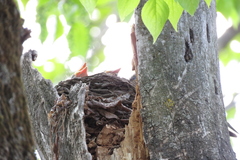 Turdus pilaris