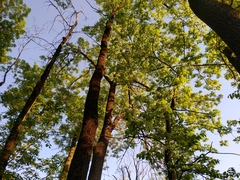 Fraxinus mandshurica