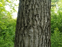 Fraxinus mandshurica