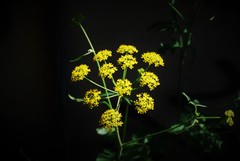 Pastinaca clausii