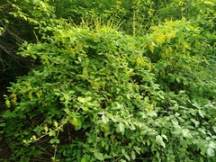 Berberis amurensis