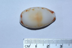 Lyncina lynx