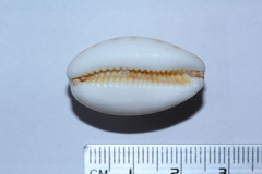 Lyncina lynx
