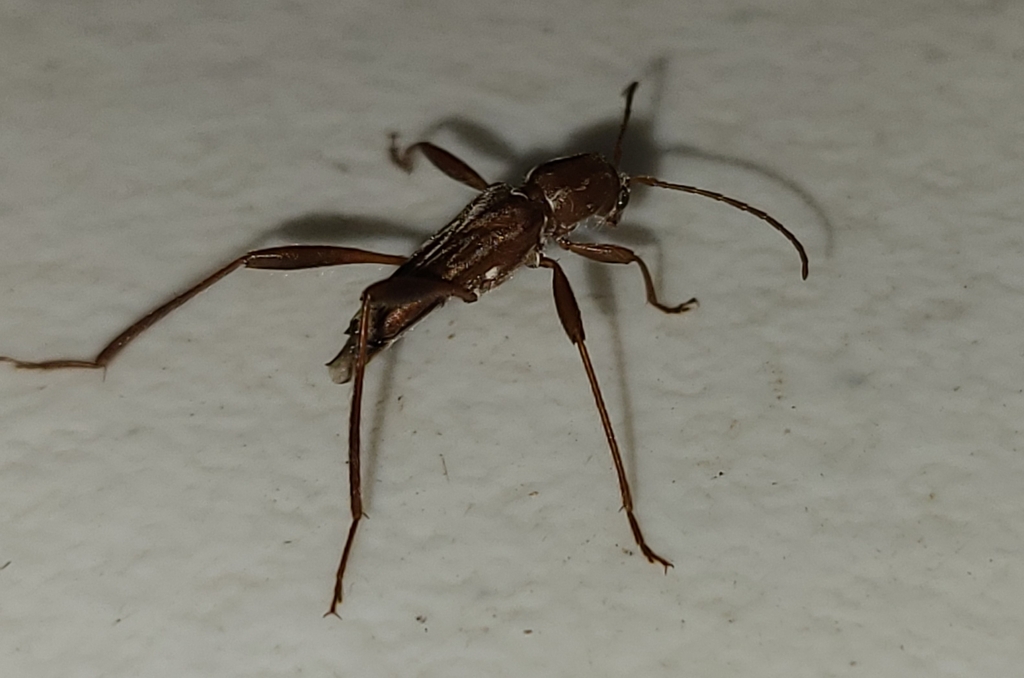 Neoclytus steelei