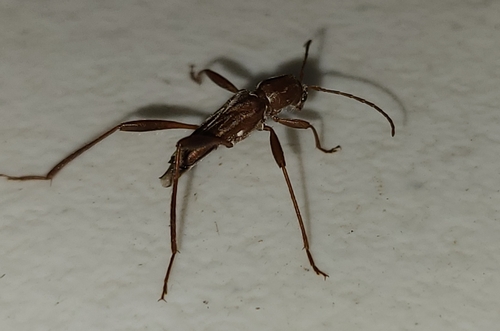 Neoclytus steelei