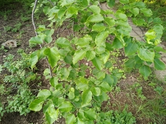 Pyrus ussuriensis