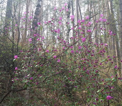 Rhododendron ledebourii