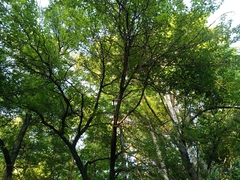 Pyrus ussuriensis
