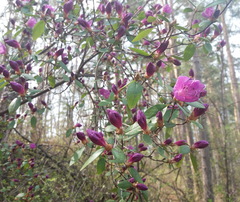 Rhododendron ledebourii