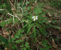 Anemonoides caerulea