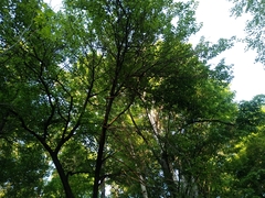 Pyrus ussuriensis