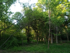 Pyrus ussuriensis