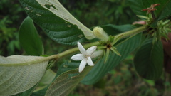 Sabicea cinerea