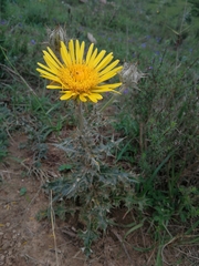 Berkheya decurrens