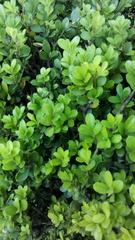 Buxus microphylla