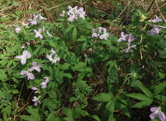 Cardamine altaica