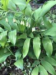 Polygonatum × hybridum