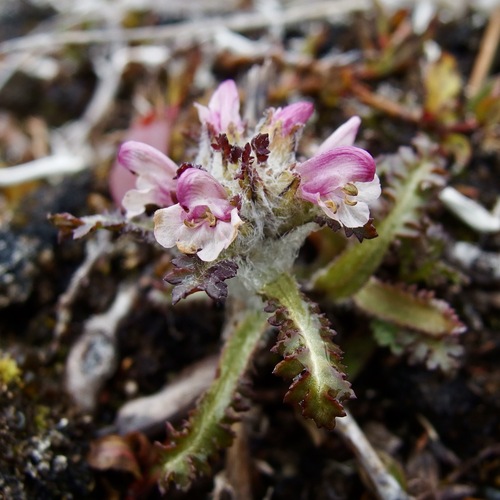Image of Pedicularis hirsuta by (c) Sue Carnahan, some rights reserved (CC BY)
