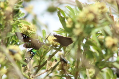 Parrhasius moctezuma