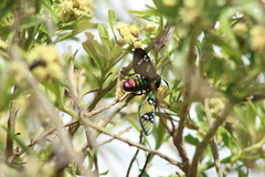 Parrhasius moctezuma