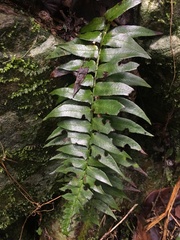 Polystichum lepidocaulon