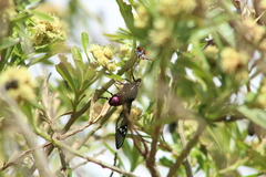 Parrhasius moctezuma