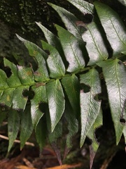 Polystichum lepidocaulon