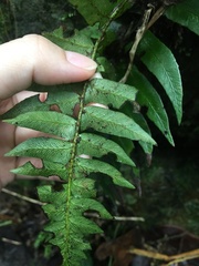 Polystichum lepidocaulon