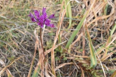 Allium dichlamydeum