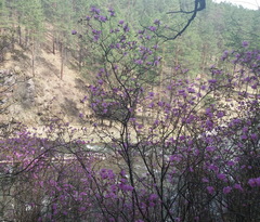 Rhododendron ledebourii
