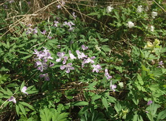 Cardamine altaica
