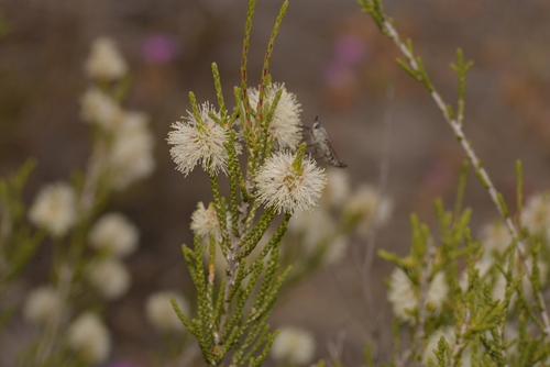 Melaleuca thyoides, 2023-10-21